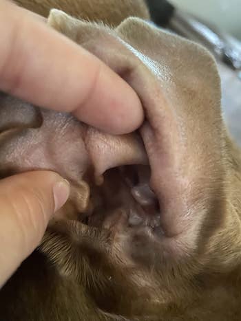 a reviewer photo of the same dog's inner ear looking clean and not swollen 