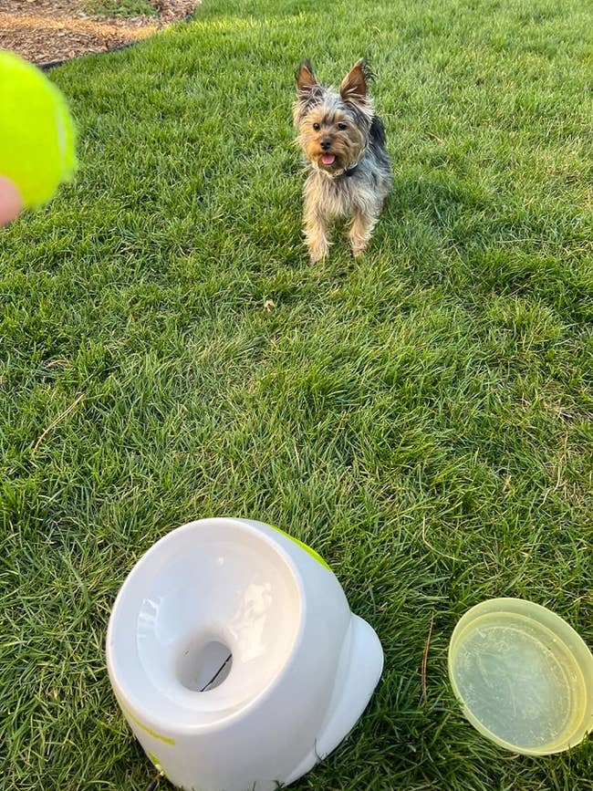 Reviewer playing with pet Yorkie with ball launcher on the ground