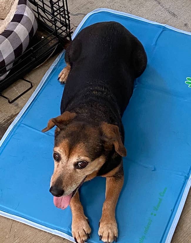a reviewer photo of a dog laying on a blue mat outside 