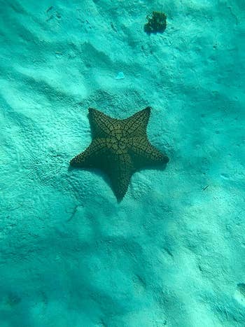 a sea star on the ocean floor