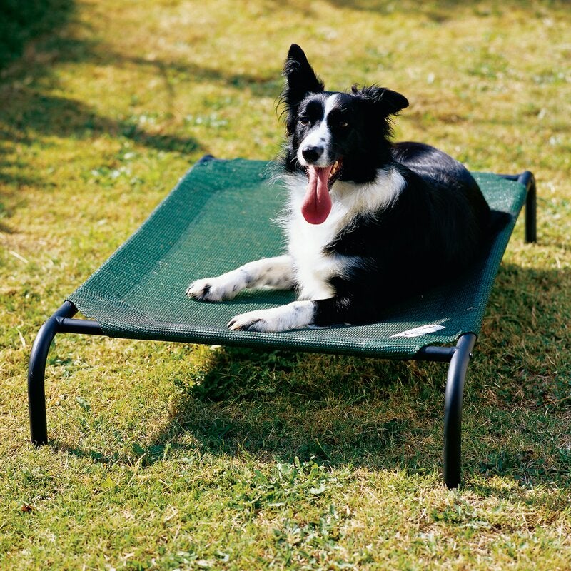 Collie lying on the green raised rectangular mesh cot