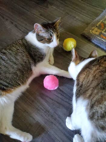 two cats next to the pink and yellow toys