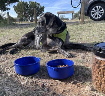 Dog wearing a vest reclines next to two bowls and a jar of dog treats, outdoors near a vehicle
