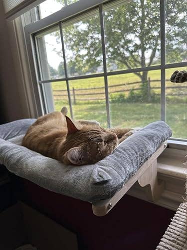 Cat napping connected a cushioned perch by a model overlooking a greenish field