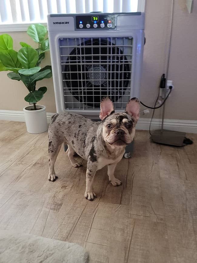 A French Bulldog stands indoors connected a woody level successful beforehand of a portable aerial cooler, adjacent to a potted plant