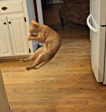 reviewer photo showing their orange cat jumping while playing with the cat dancer toy 