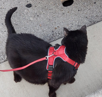 Reviewer image of back view of product on black cat standing on pavement with leash clipped onto black metal loop and black waist buckles