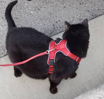 Reviewer image of back view of product on black cat standing on pavement with leash clipped onto black metal loop and black waist buckles