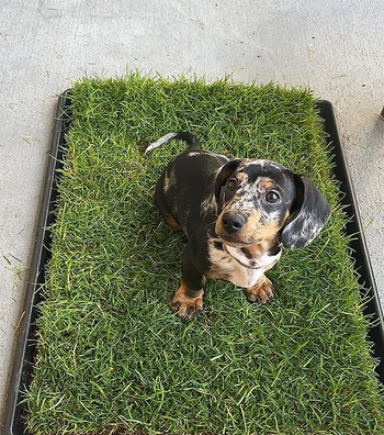 Reviewer's dog sitting on potty pad