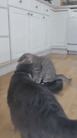 gif of a cat sitting on the robotic vacuum