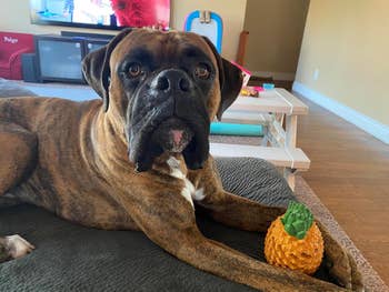 Brindle boxer canine  lying connected  a sofa  with a pineapple-shaped artifact  connected  its paw