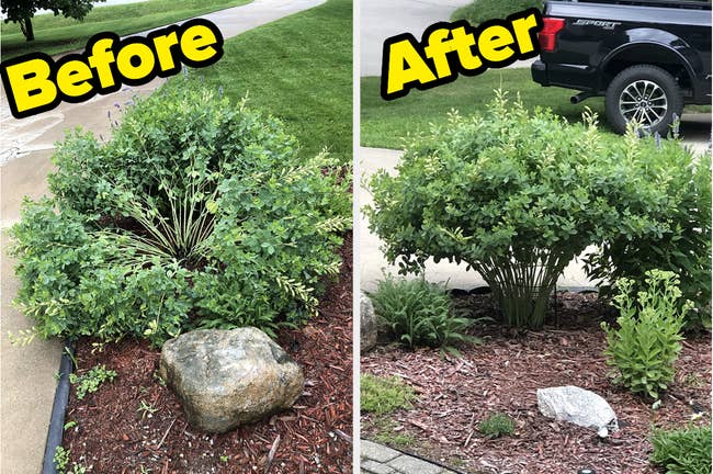 Reviewer's exterior plant before and after product use