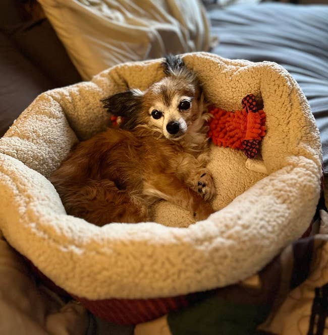 Small dog lying in a cozy pet bed with a toy. 
