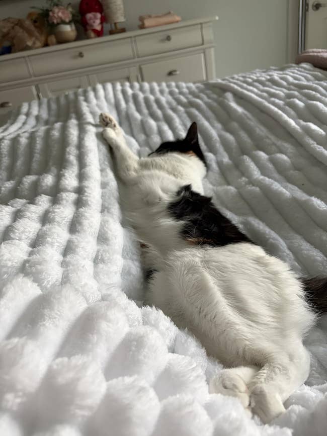 Cat lounging connected  a furniture  with a textured blanket, stretching each  4  paws out