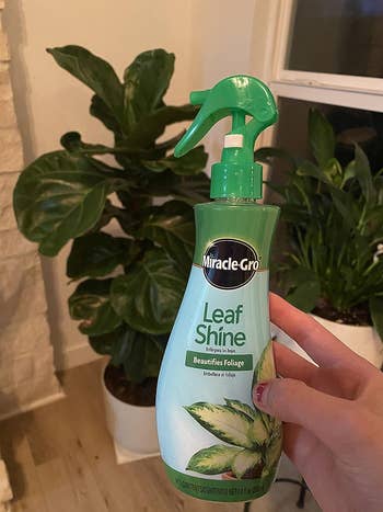 a hand holding the bottle of leaf shine