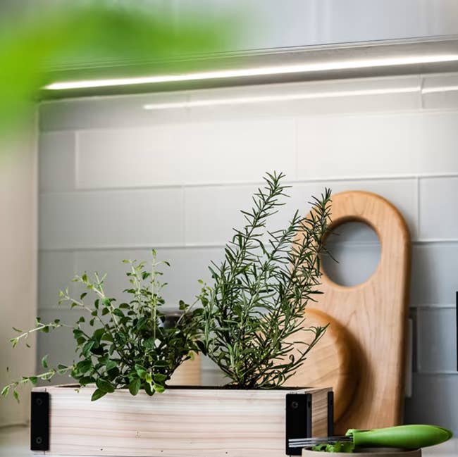 the wooden herb box holding sprouted herbs on a kitchen counter