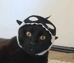 Shocked-looking cat wearing orca version