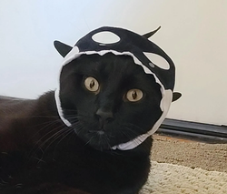 Shocked-looking cat wearing orca version