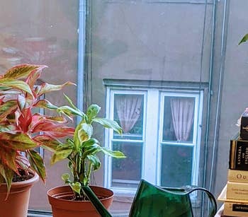reviewer photo of the green watering can on a windowsill next to some potted plants