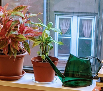 reviewer photo of the green watering can on a windowsill next to some potted plants