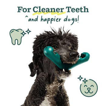 Dog with chew toy in mouth, surrounded by doodles of teeth and a smiling face. Text reads: