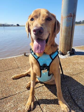 Reviewer image of yellow lab sitting in front of water landscape with front-view of blue padded harness