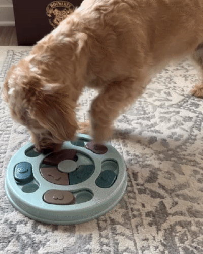 GIF of Ali's dog Franklin playing with the puzzle to find treats