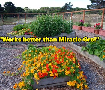 reviewer's thriving garden using compost from the envirocycle