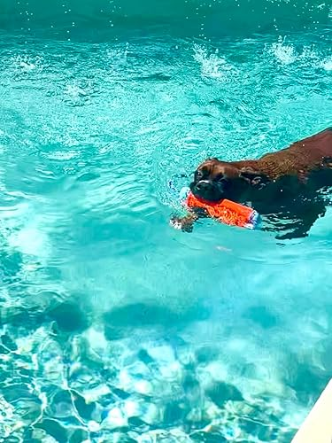 Dog swimming successful  a pool, carrying a toy