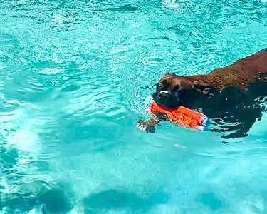 Dog swimming successful a pool, carrying a toy