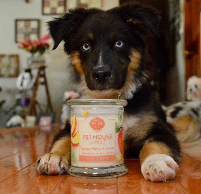A dog sitting next to a mango peach scented candle 