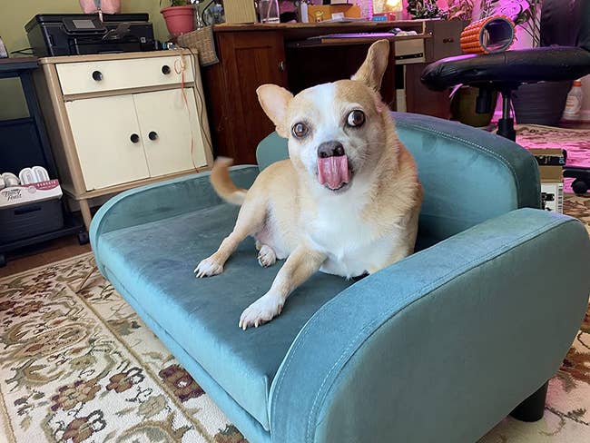 reviewer image of a small dog on a teal green mini sofa