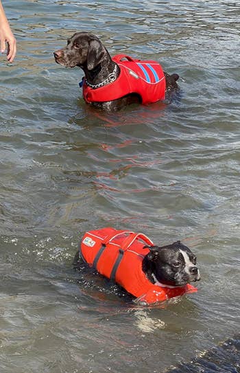 two dogs in the water wearing the life jackets