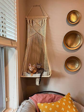 Two cats unbend successful a hanging macrame hammock by a window, adjacent to partition decor plates