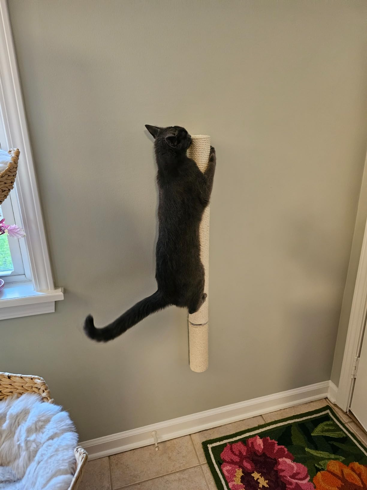 Cat climbing a vertical sisal scratching station  mounted connected  a partition  successful  a cozy room
