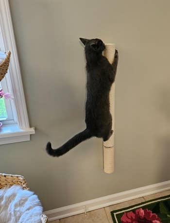 Cat climbing a vertical sisal scratching station mounted connected a partition successful a cozy room