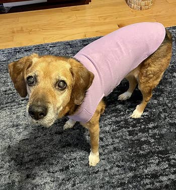 a reviewer photo of an older dog wearing a light purple fleece vest 