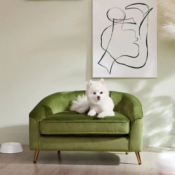 a small dog sitting on the green couch
