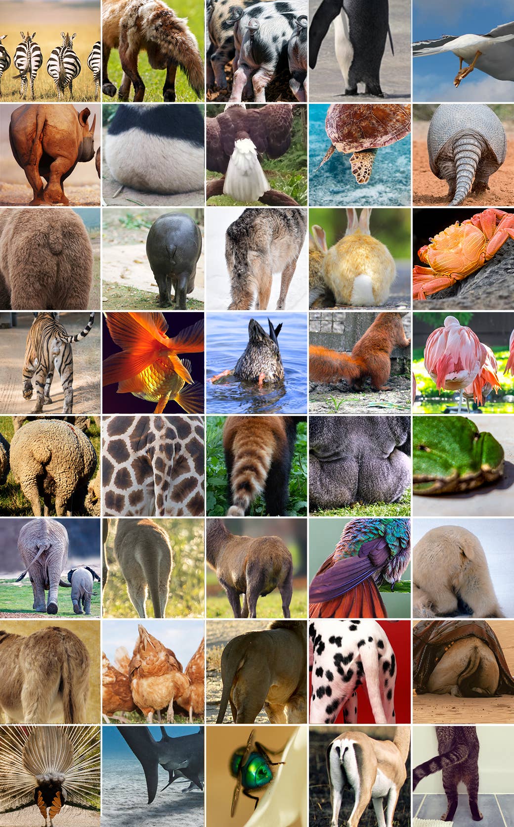 Animal Butt Trivia Quiz