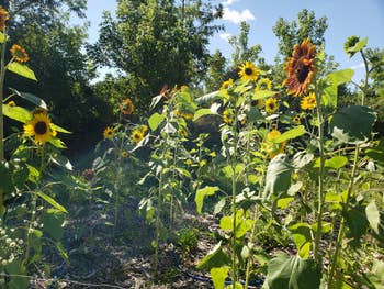 Post image 21