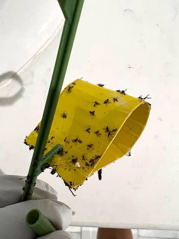 A sticky fly trap covered with trapped flies