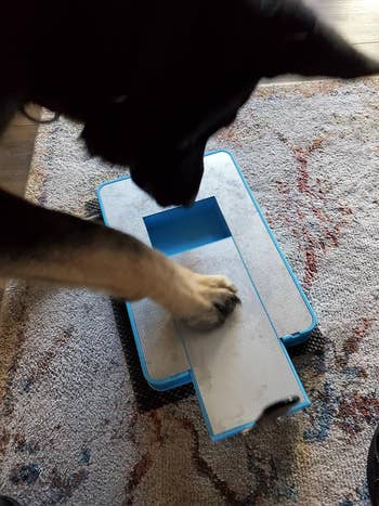 reviewer photo of their dog investigating the nail file board
