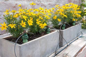 Three metal planters with yellow flowers on a wooden surface, each with a drip irrigation system