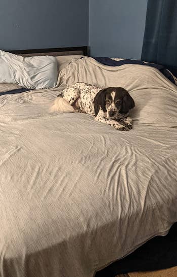 a reviewer photo of a dog laying on the blanket on top of a bed 