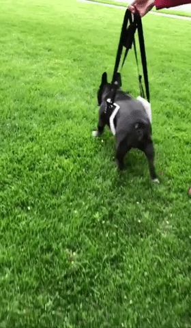 Reviewer gif walking frenchie with sling