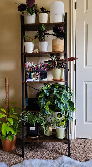 Reviewer image of dark brown shelves with plants