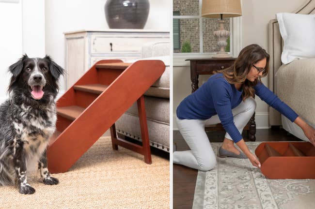 Dog sitting in front of brown wooden and carpeted stairs in front of beige couch on top of carpet, model folding product and sliding it underneath bed