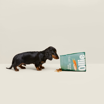 dachshund peaks inside bag of dog food 