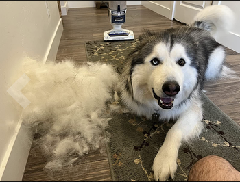 Husky sitting next to large pile of fur that was brushed out