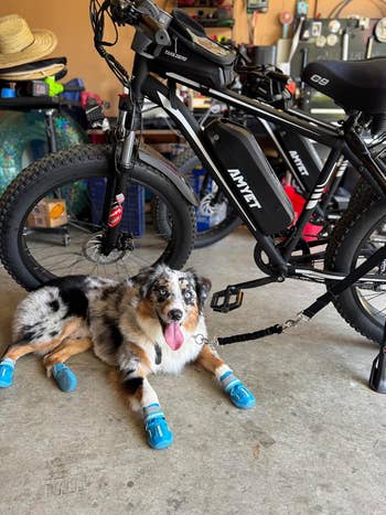 Dog wearing blue booties sits beside an electric bike in a garage
